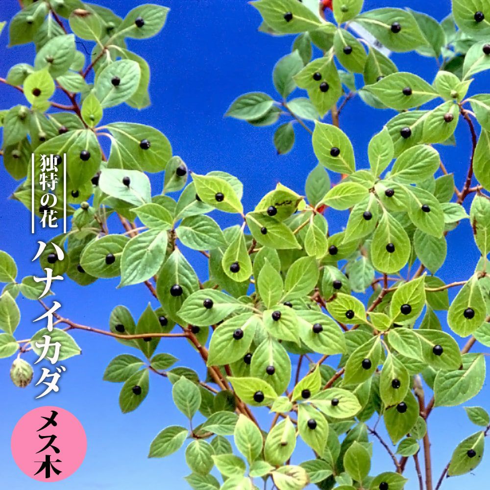 ハナイカダ メス木 苗 販売 苗木部 By 花ひろばオンライン