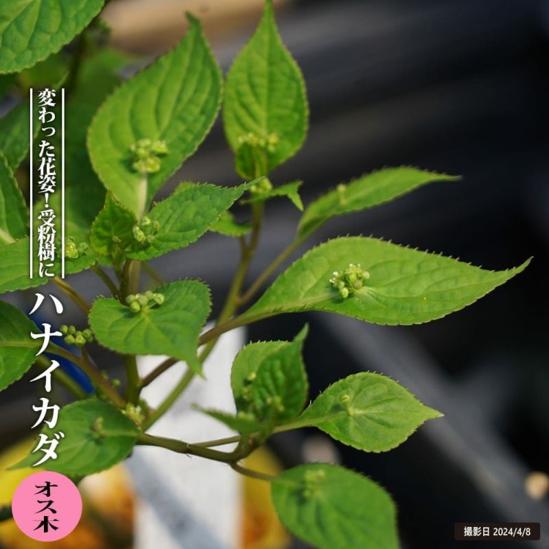 ②⭕珍種 花筏 ハナイカダ ちび 1苗 【公式通販】