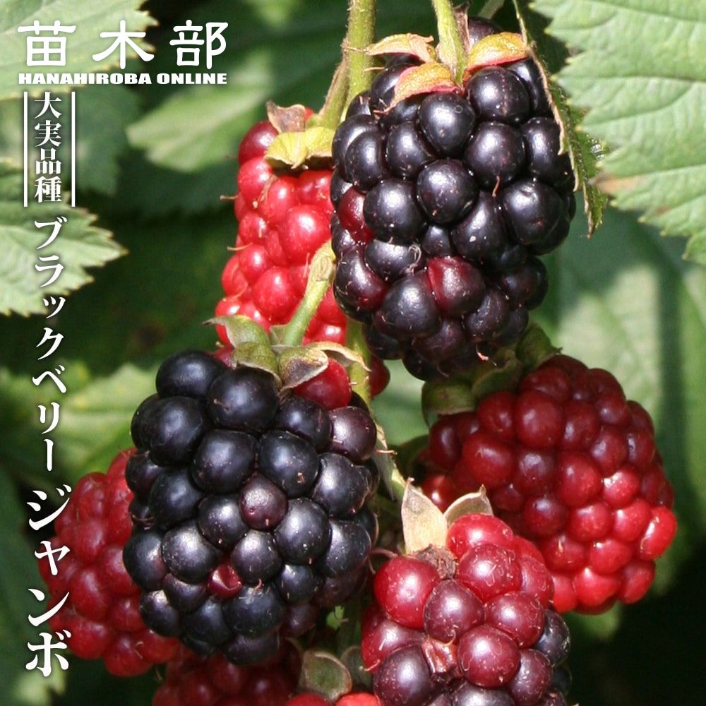 ラズベリー ブラックベリー マルベリー ジューンベリーの苗木一覧 苗木部 By 花ひろばオンライン本店