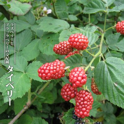 ラズベリー ブラックベリー マルベリー ジューンベリーの苗木一覧 苗木部 By 花ひろばオンライン本店 ラズベリー ブラックベリー マルベリー ジューンベリーの苗木一覧 苗木部 By 花ひろばオンライン本店
