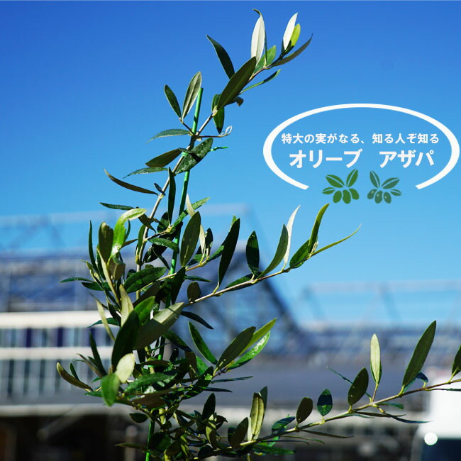 オリーブ アザパ 苗 通販 苗木部 By 花ひろばオンライン