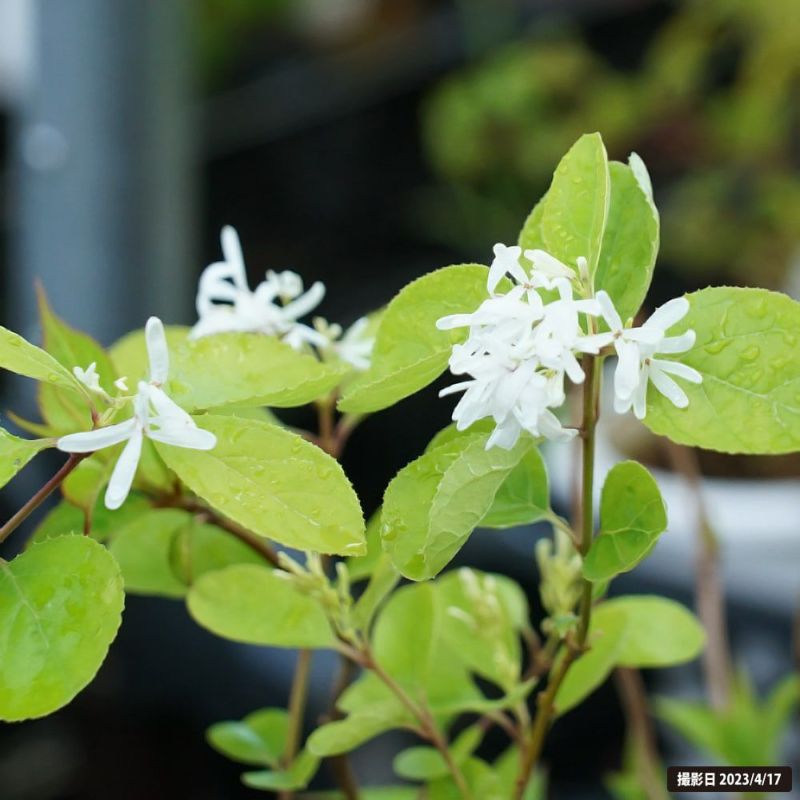 庭木・植木：一才ヒトツバタコ（なんじゃもんじゃの木）ナンジャ
