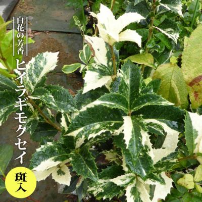 ギンモクセイ 銀木犀 根巻き苗 シンボルツリー 生垣 目隠し 庭木 常緑樹 苗木部 本店 By 花ひろばオンライン