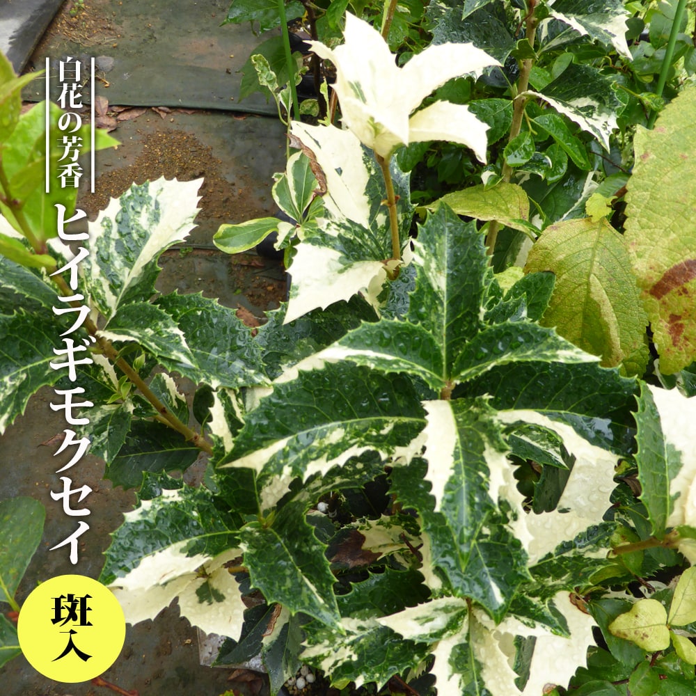 四季咲きモクセイ 根巻き苗 シンボルツリー 生垣 目隠し 庭木 常緑樹 苗木部 本店 By 花ひろばオンライン