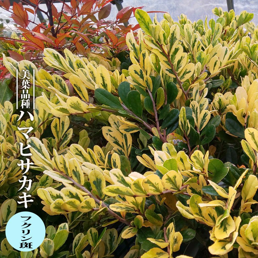 ハマヒサカキ フクリン斑 苗 販売 苗木部 By 花ひろばオンライン