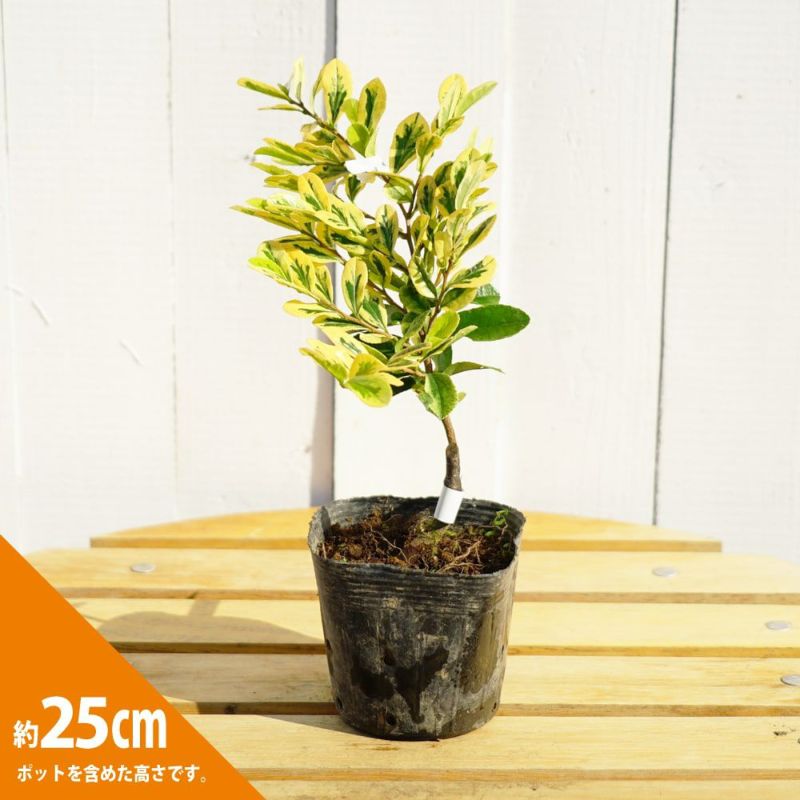 000000055400-03-l.jpg?t=