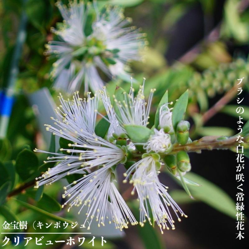 000000055417-01-l.jpg?t=