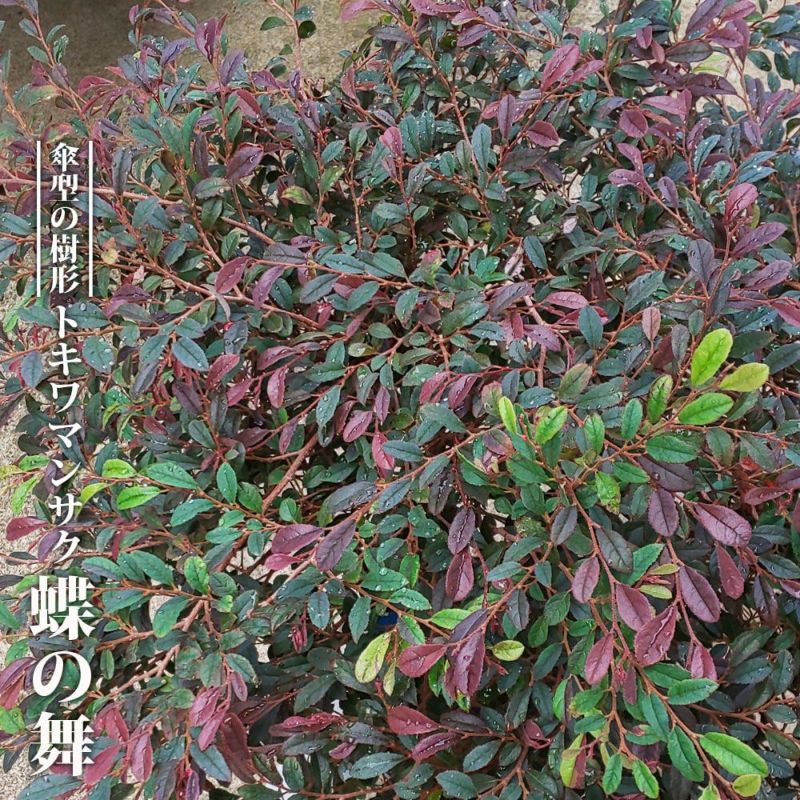 S】トラディスカンティア 胡蝶の舞/ ※陶器鉢付き | 【観葉植物