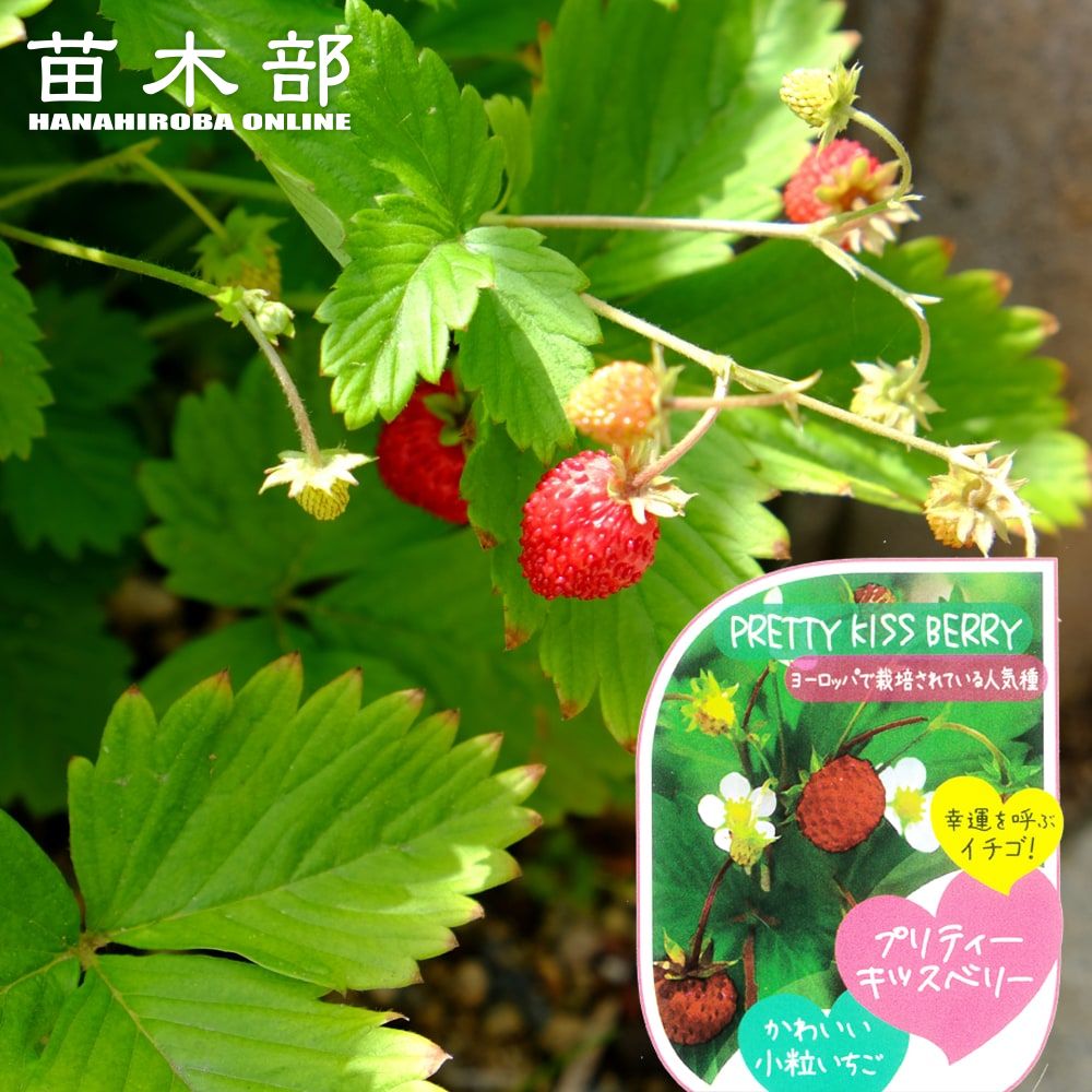 ワイルドストロベリー 苗木部 本店 By 花ひろばオンライン