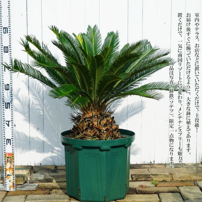 現品 掘り出し物】 蘇鉄 ソテツ 特大サイズ【1】 スリット鉢植え 【大型宅配便】 沖縄・離島不可 | 苗木部 本店 By 花ひろばオンライン