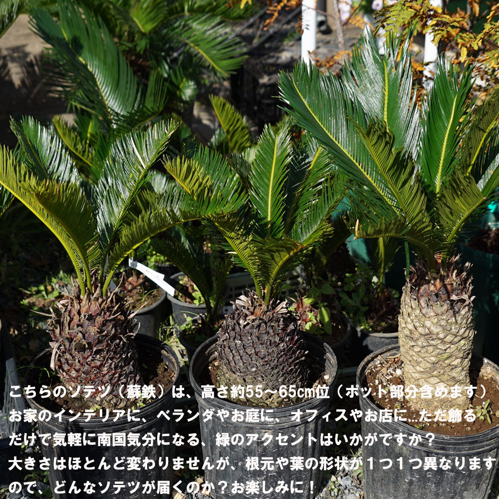 ソテツ 鉢植え 幹尺約1.2m よろけ