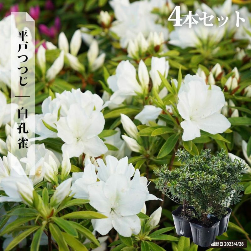 ツツジ 平戸ツツジ 白孔雀 苗 通販 苗木部 By 花ひろばオンライン