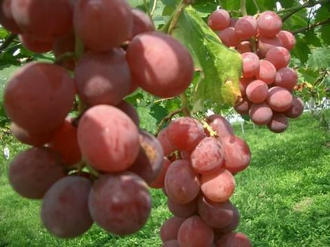 ブドウ 欧米雑種4倍体 安芸クイーンの通販 おすすめ 苗木部 By