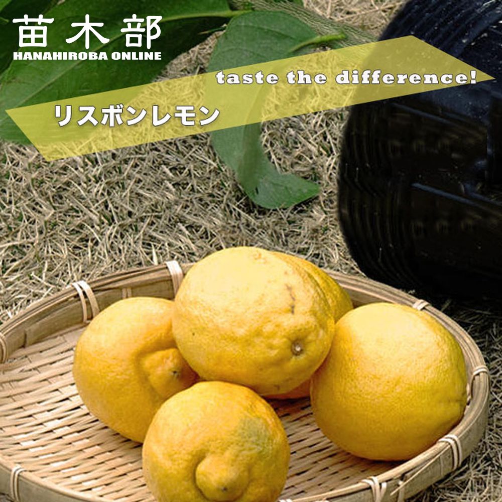 レモン苗木 トゲなし 瀬戸内レモン 2年生 苗木部by花ひろばオンライン