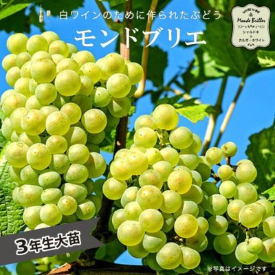 緑色のブドウの苗10房以上60センチサンパラソル二鉢専用 ぶどう | 苗木部 本店 By 花ひろばオンライン