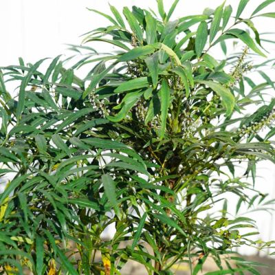 アカシア パールアカシア 苗 おすすめ 苗木部 By 花ひろばオンライン