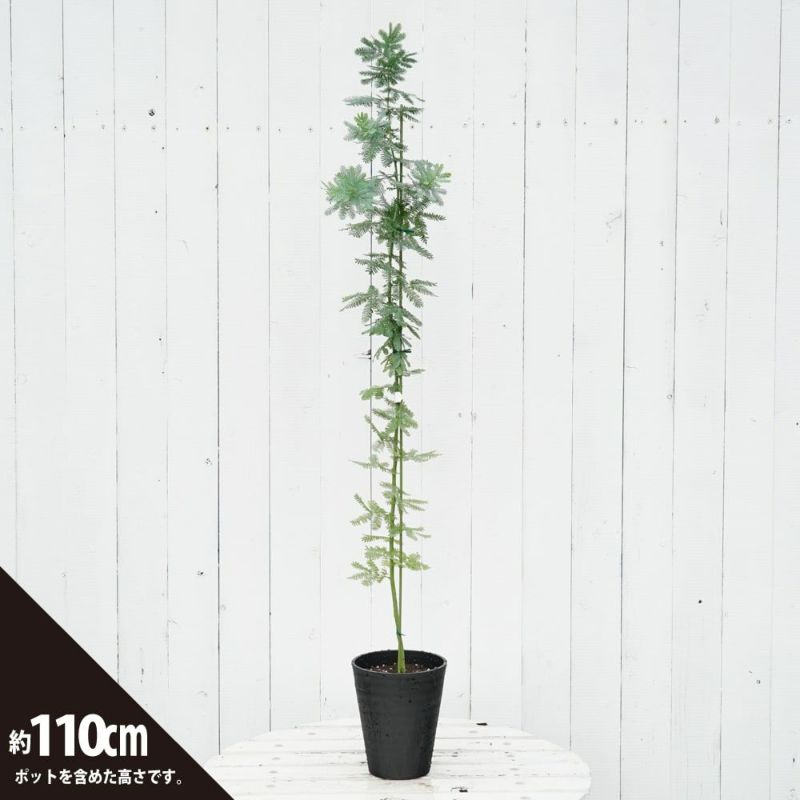 71t-1m9ZnHL._AC_UF350,