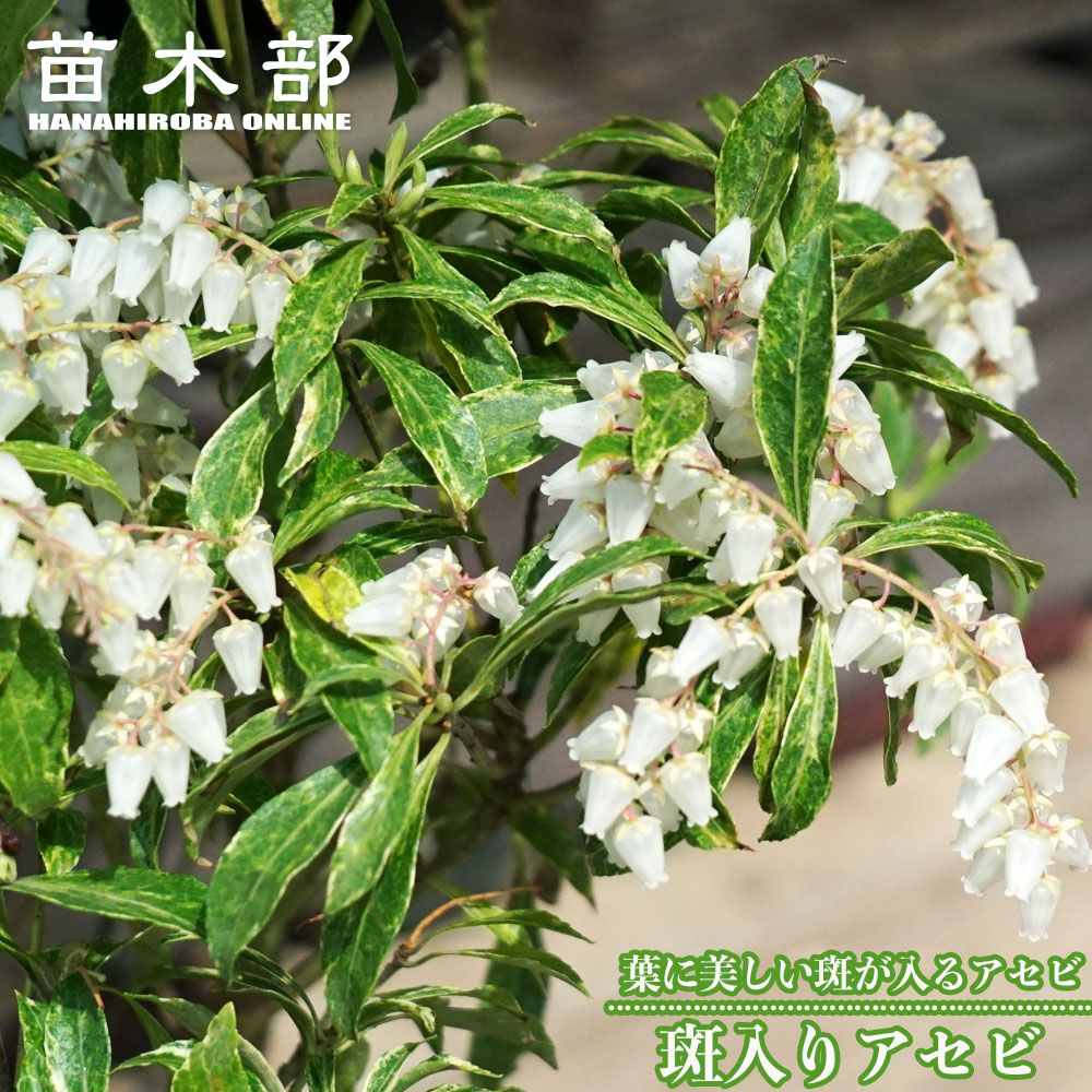 ユーカリの木 ニコル 3号ポット苗 シンボルツリー 生垣 目隠し 庭木 常緑樹 苗木部 本店 By 花ひろばオンライン