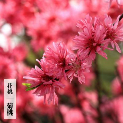 春（4～5月）を楽しむ | 苗木部 本店 By 花ひろばオンライン