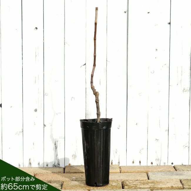 000000056247-02-l.jpg?t=