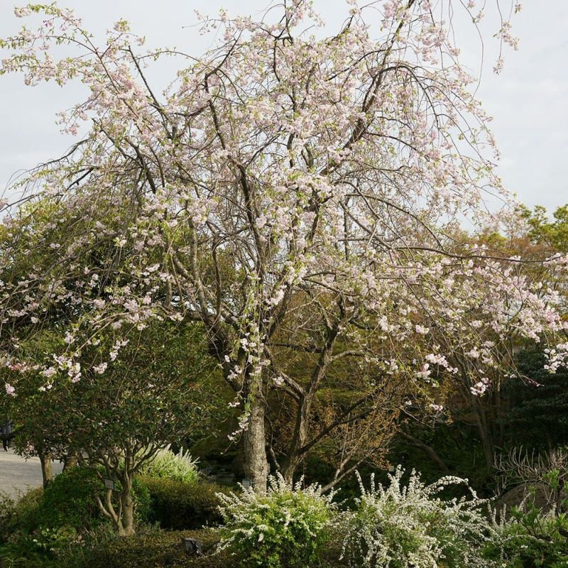 苗：八重咲しだれ桜*さくら サクラ - 花・観葉植物