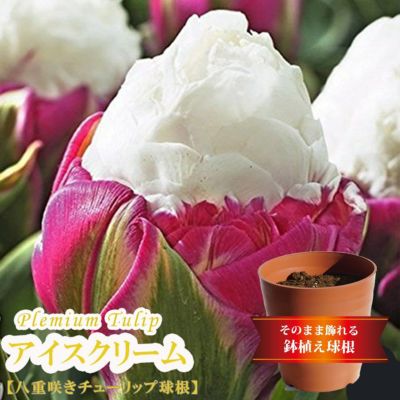 チューリップ アイスクリーム 苗 販売 苗木部 By 花ひろばオンライン
