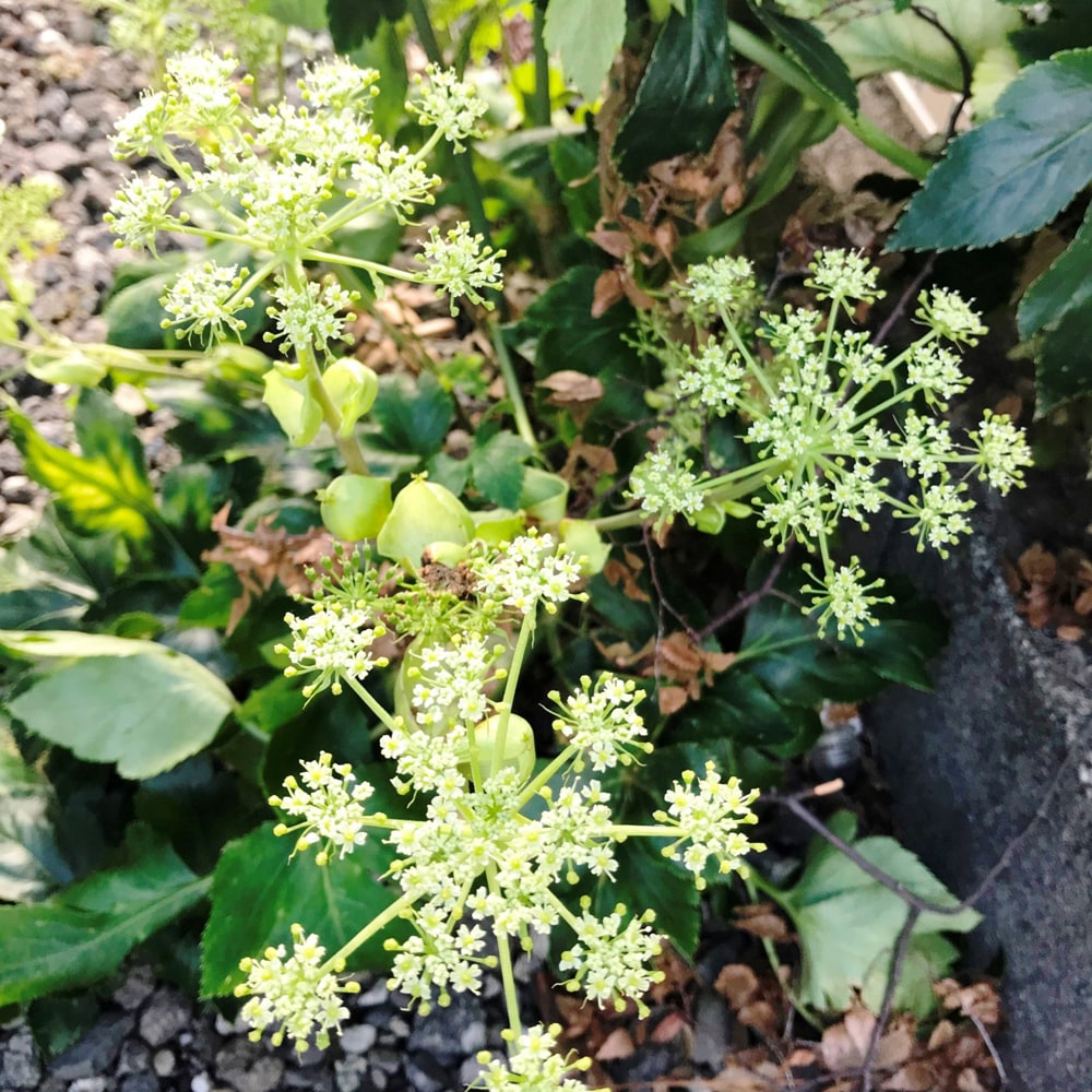 あしたば 苗 販売 苗木部 By 花ひろばオンライン