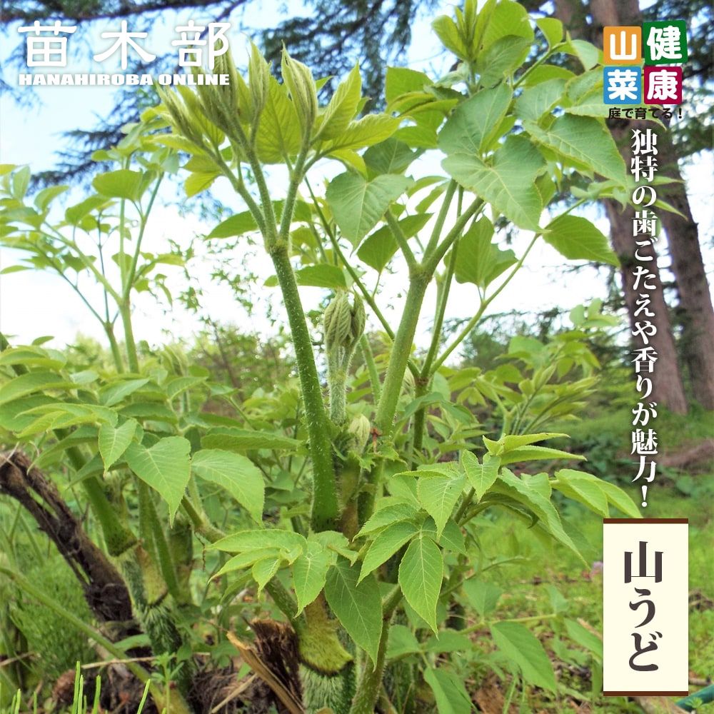 ちょろぎ 苗 販売 苗木部 By 花ひろばオンライン