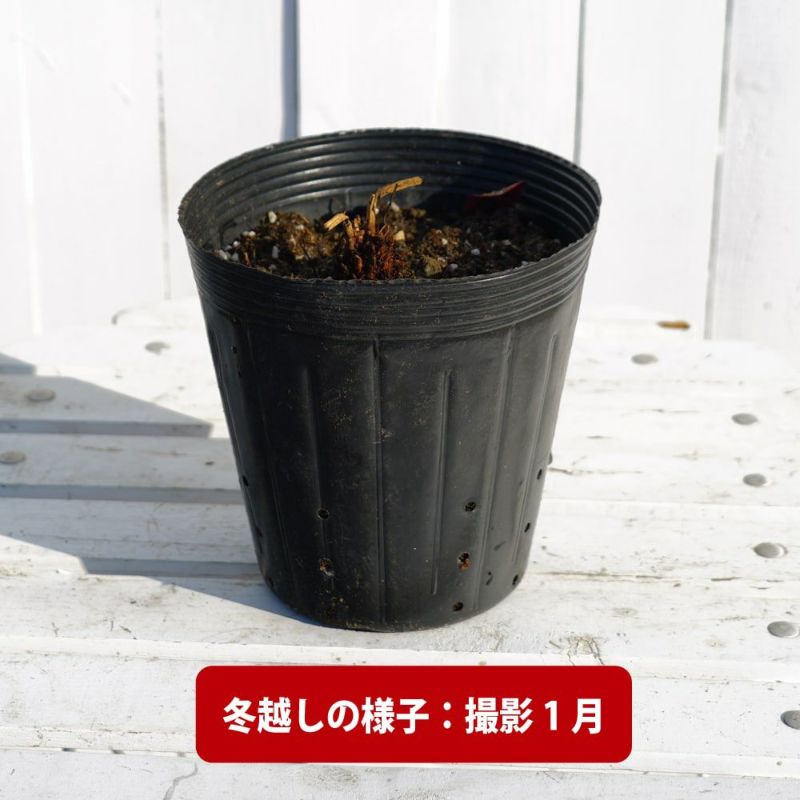山菜　ゼンマイ ぜんまいについて | ビバ！ぜんまい