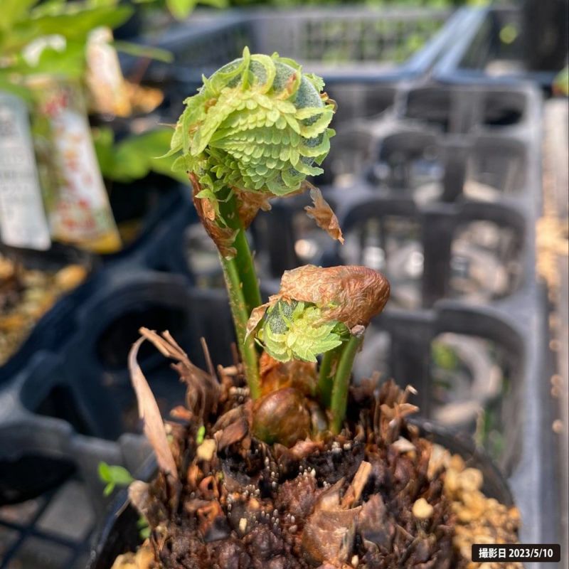 こごみ 苗 40株＋おまけ コゴミ - 野菜