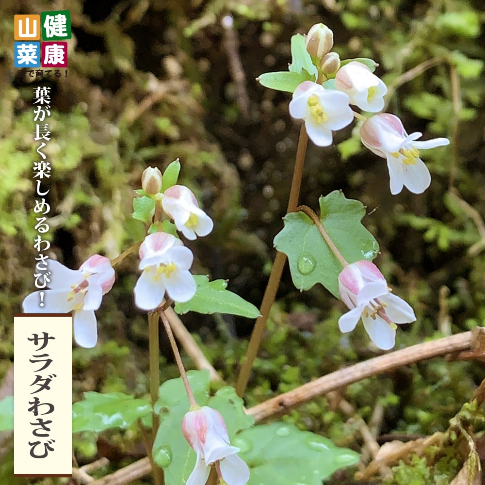 ユーカリの木 ニコル 3号ポット苗 シンボルツリー 生垣 目隠し 庭木 常緑樹 苗木部 本店 By 花ひろばオンライン