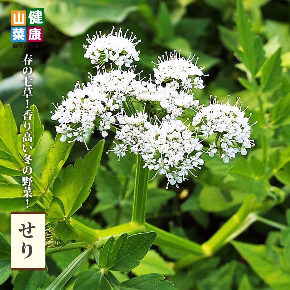 到着した セリ苗 000000056874-01-l.jpg?t=