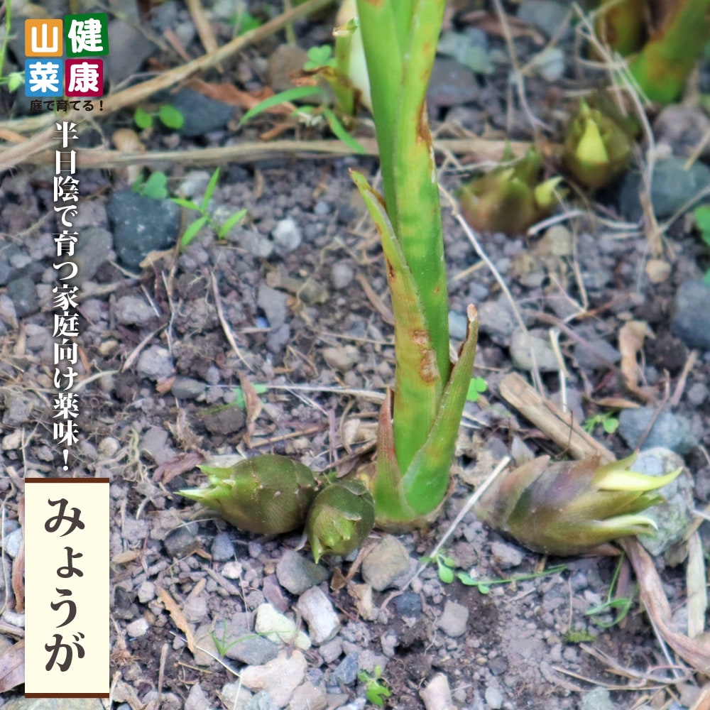 コゴミ クサソテツ 苗 販売 苗木部 By 花ひろばオンライン