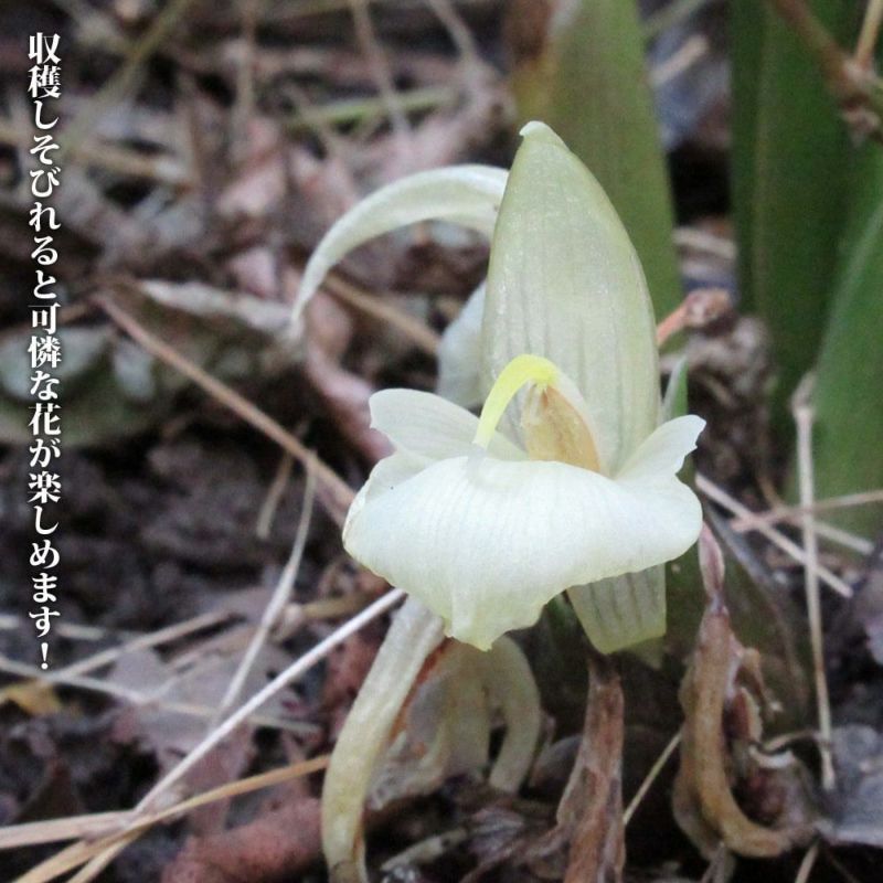 みょうが みょうが 苗 販売 苗木部 By 花ひろばオンライン