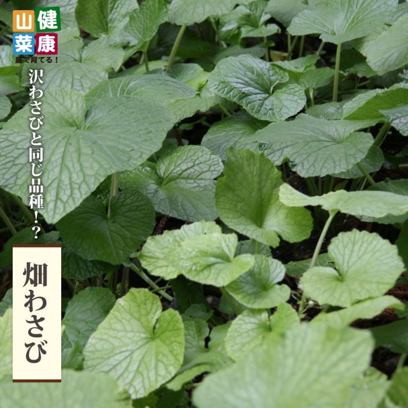 公式限定 福袋 - 公式通販オンラインショップ 花わさび 2kg 本日