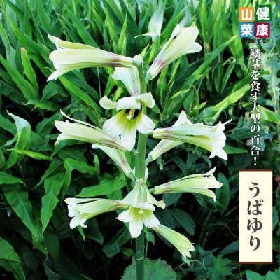 ちょろぎ 苗 販売 苗木部 By 花ひろばオンライン