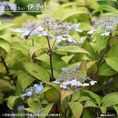 ヤマアジサイ 土佐のまほろば 苗 販売 苗木部 By 花ひろばオンライン ヤマアジサイ 土佐のまほろば 苗 販売 苗木部 By 花ひろばオンライン
