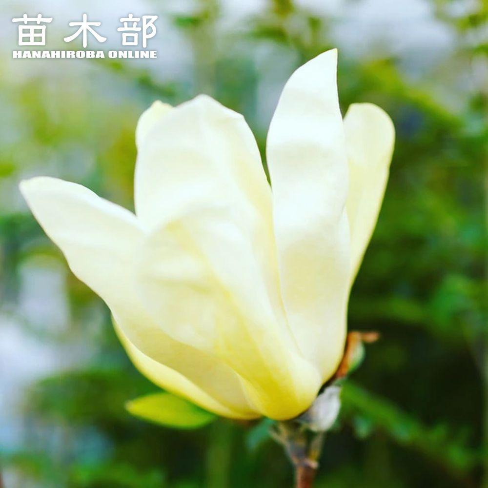 イエローバード】 黄花モクレン 根巻き大苗 大型宅配便・大梱包 イエローバード】 黄花モクレン 根巻き大苗 大型宅配便・大梱包