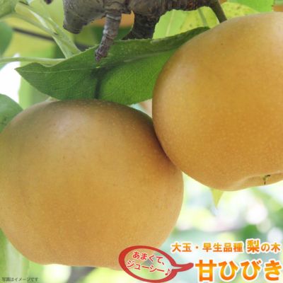⚠️ N‪¨̮⚠️茨城県産　梨/甘ひびき　家庭用/3キロ 数量限定！ ⚠️ N‪¨̮様専用⚠️茨城県産 梨/甘ひびき 家庭用/3キロ 数量‬