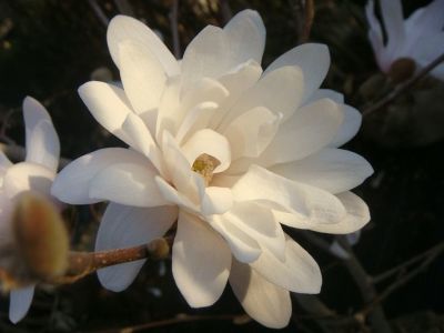 ヒメコブシ】 白花 コブシ 根巻き苗 庭木 落葉樹 シンボルツリー