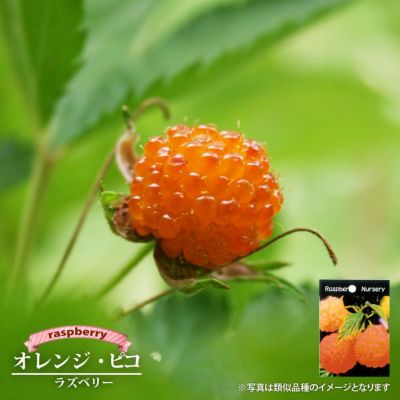 ラズベリー サンタナ 苗 販売 苗木部 By 花ひろばオンライン ラズベリー サンタナ 苗 販売 苗木部 By 花ひろばオンライン