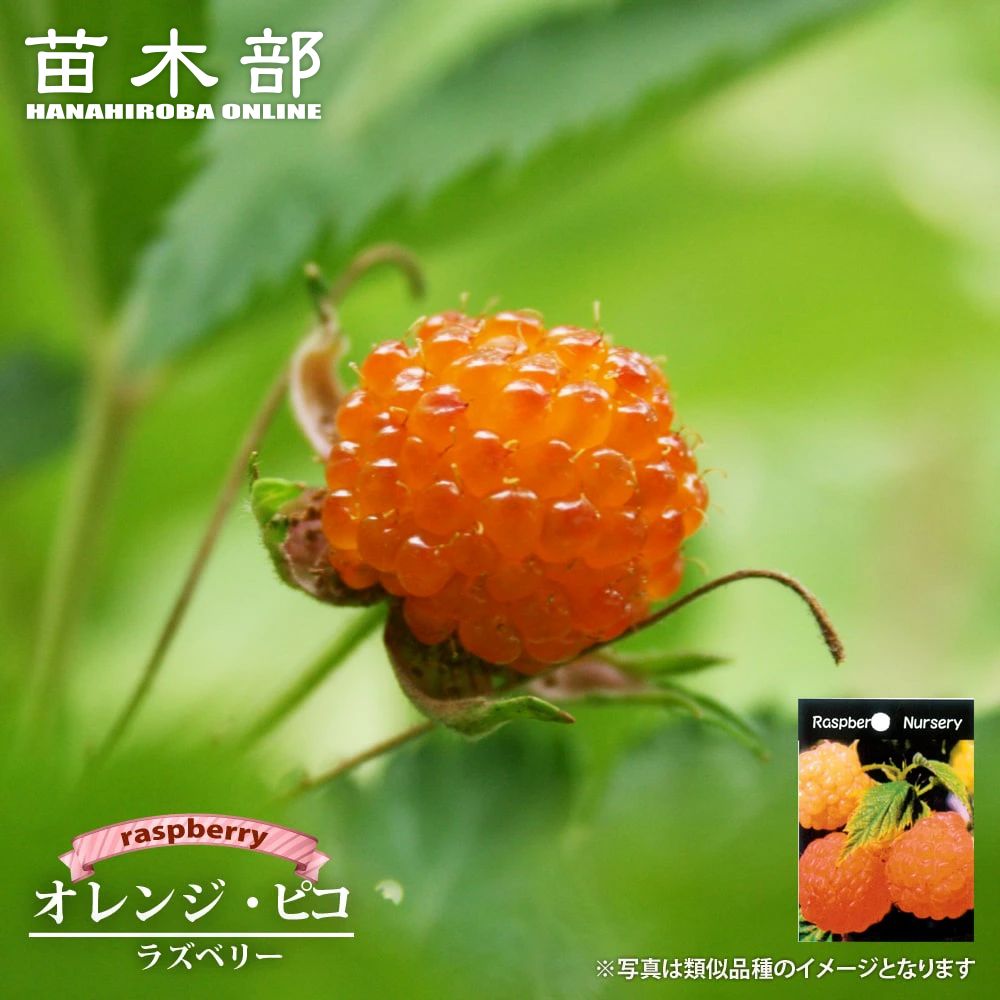 ラズベリー キイチゴ 在来種 苗 販売 苗木部 By 花ひろばオンライン