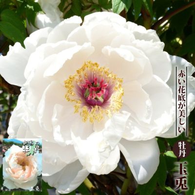 牡丹 玉兎 苗 販売 苗木部 By 花ひろばオンライン 牡丹 玉兎 苗 販売 苗木部 By 花ひろばオンライン