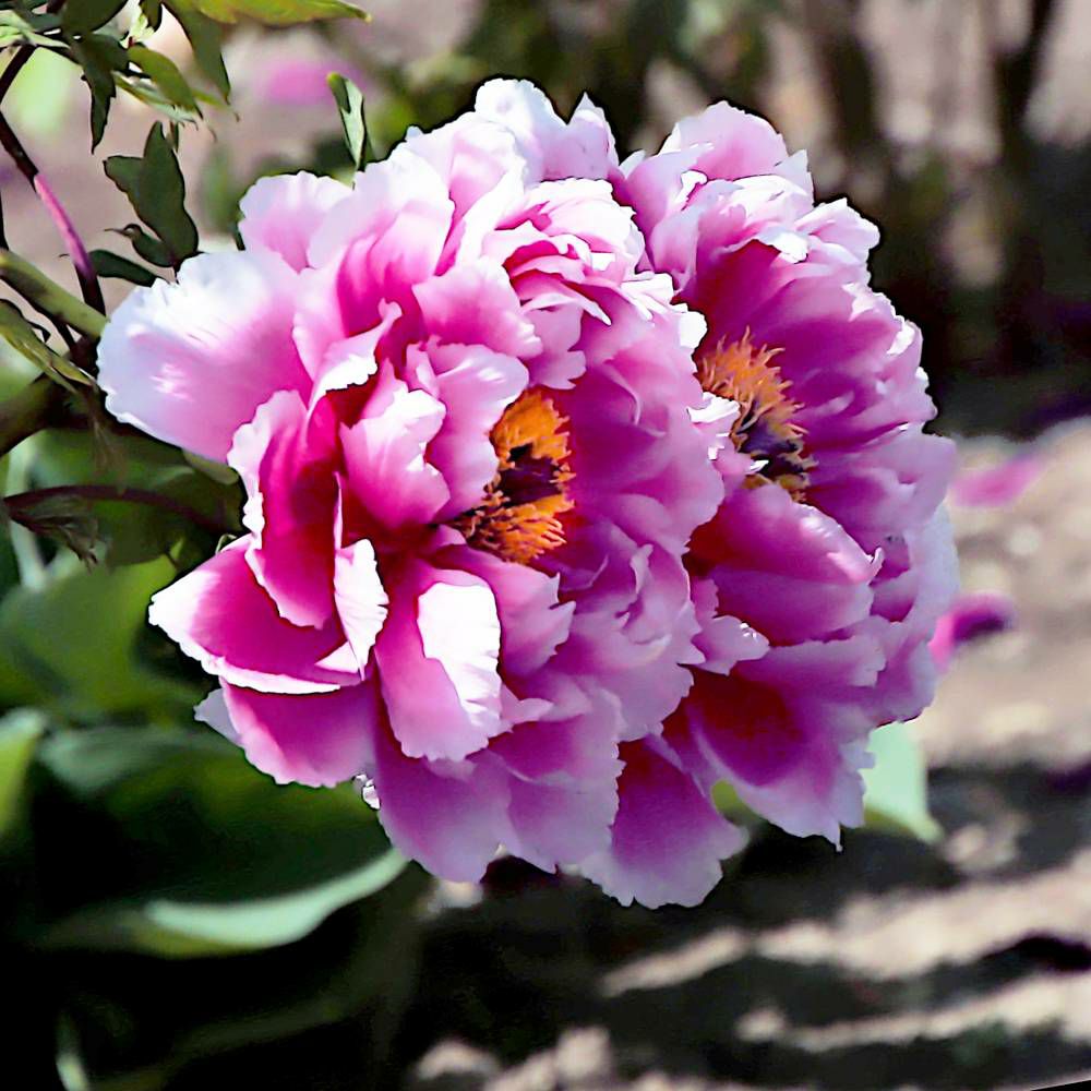 000000057044-04-l.jpg?t=