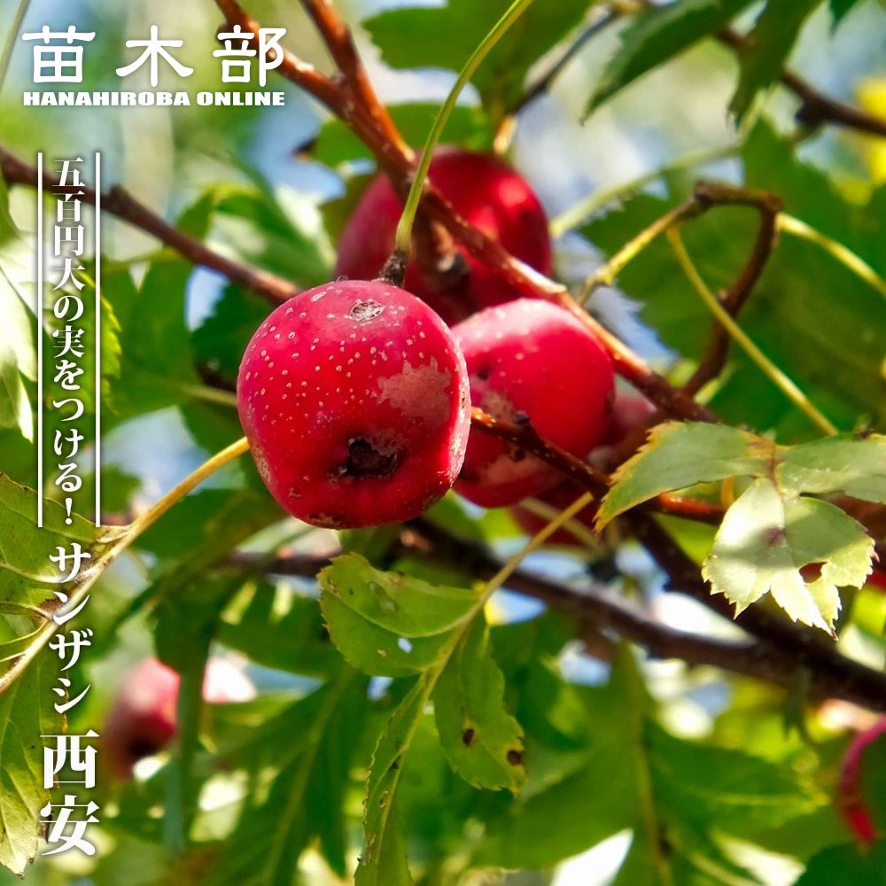 全品送料無料 果樹の苗 ルビーサンザシ 山査子 苗 植物 観葉植物