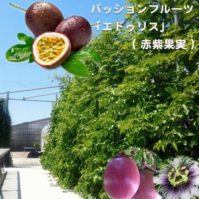パッションフルーツ 赤紫系 エドゥリス 苗 販売 苗木部 By 花ひろばオンライン パッションフルーツ 赤紫系 エドゥリス 苗 販売 苗木部 By 花ひろばオンライン