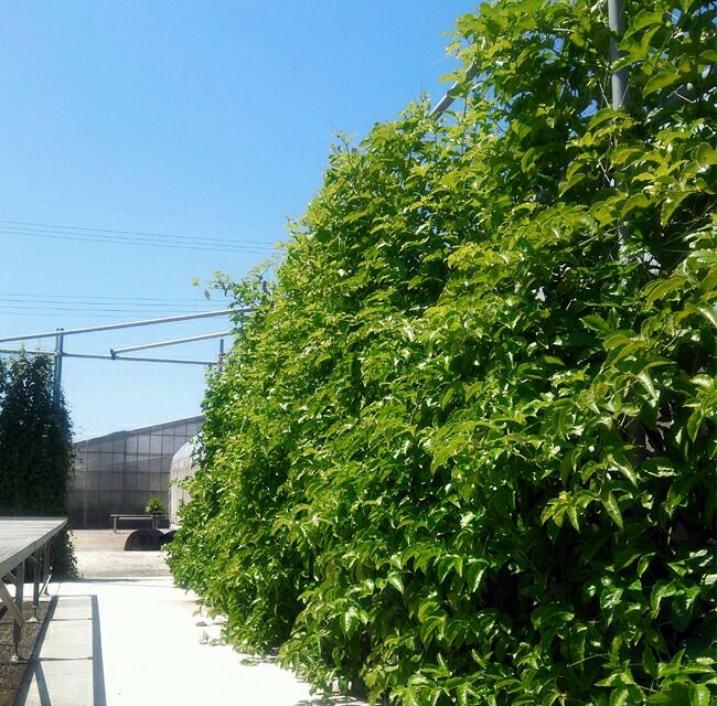 パッションフルーツ イエロー 苗 結実・植物 くだもの
