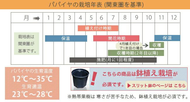 直営ストア トロピカル ぱぱいやの苗 ぱぱいや 熱帯果樹 papaiya パパイヤの苗 トロピカルリッチパパイヤ 果菜