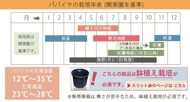 パパイヤ フルーツパパイヤ トロピカルリッチ 苗 販売 苗木部 By 花ひろばオンライン