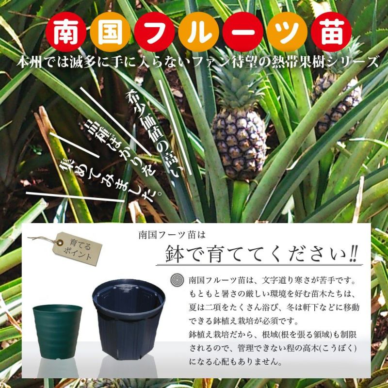 パパイヤ 苗・株 バンビーノ 果実植物 パパイア - 植物/観葉植物